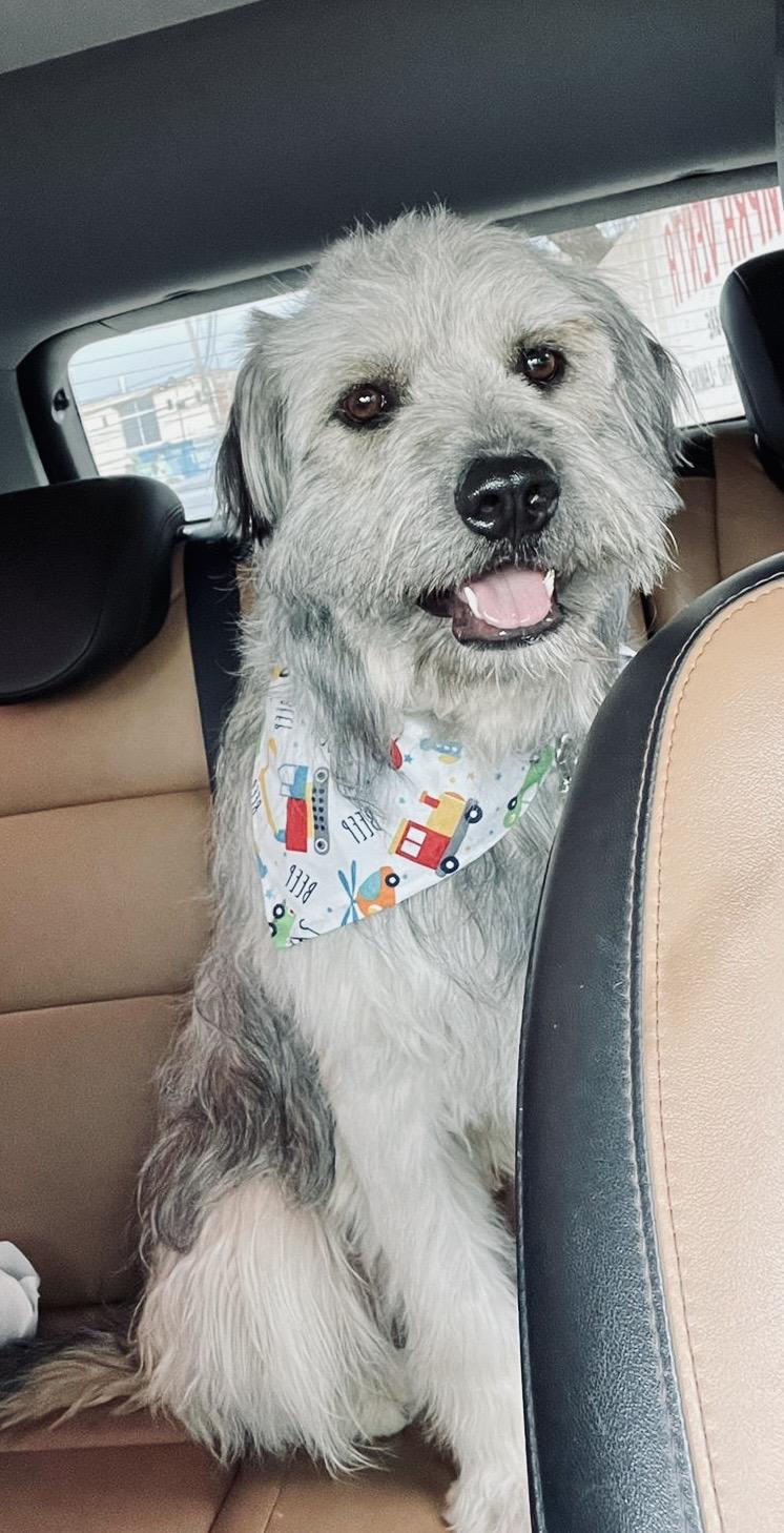 Benji