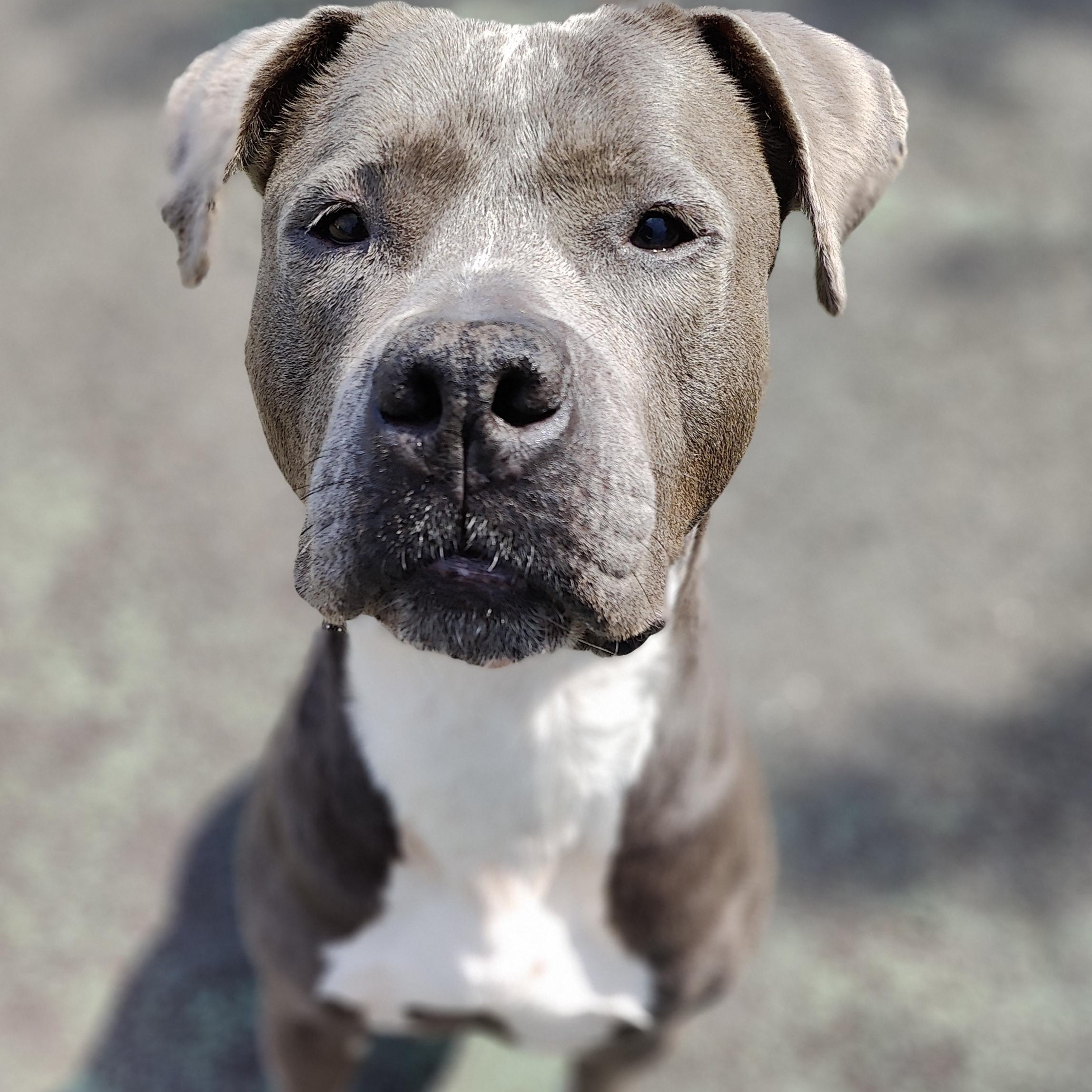 Bruiser, a ADOPTABLE Pit Bull Terrier in Jersey city, NJ image 3/3