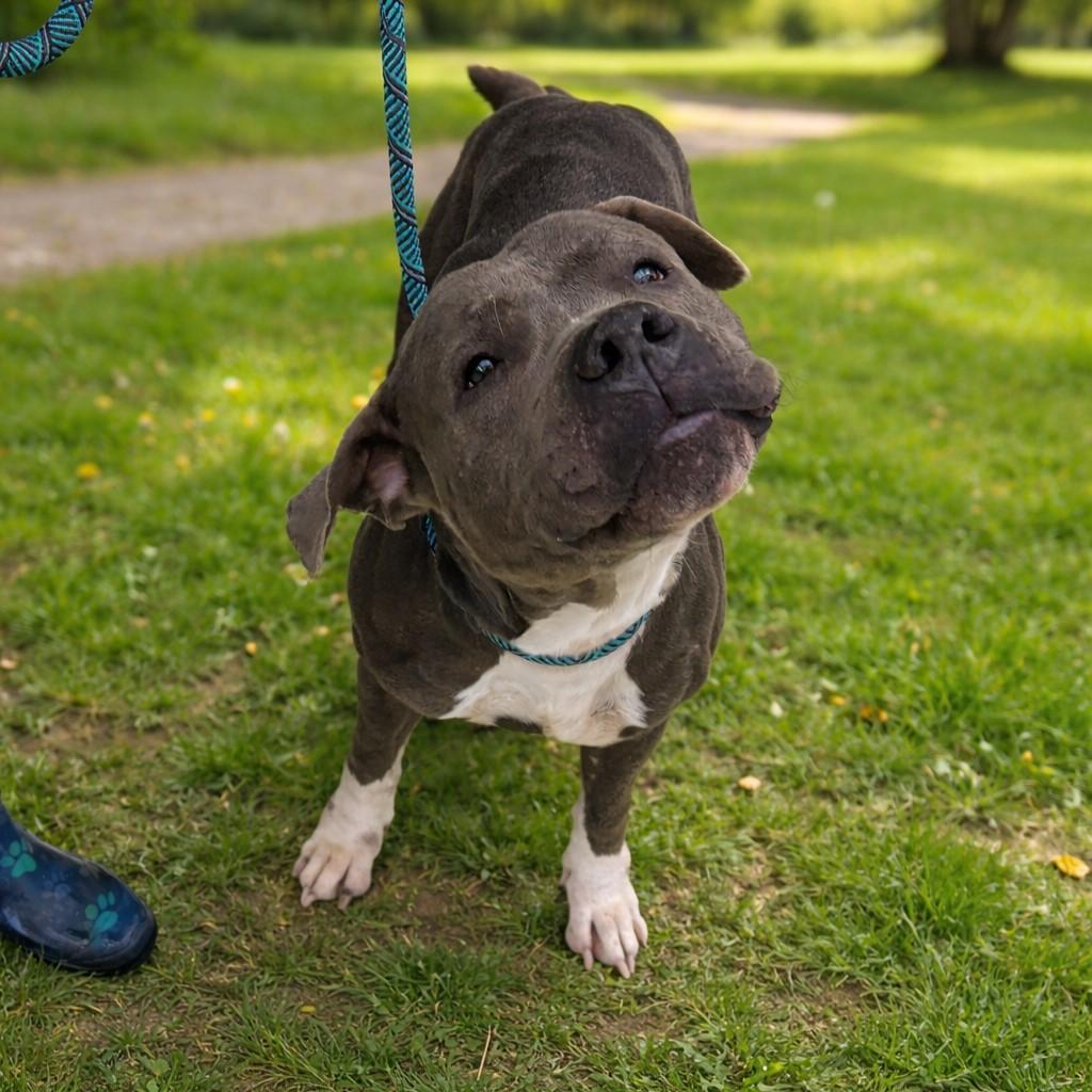 Bruiser, ADOPTABLE, Adult Female Pit Bull Terrier.