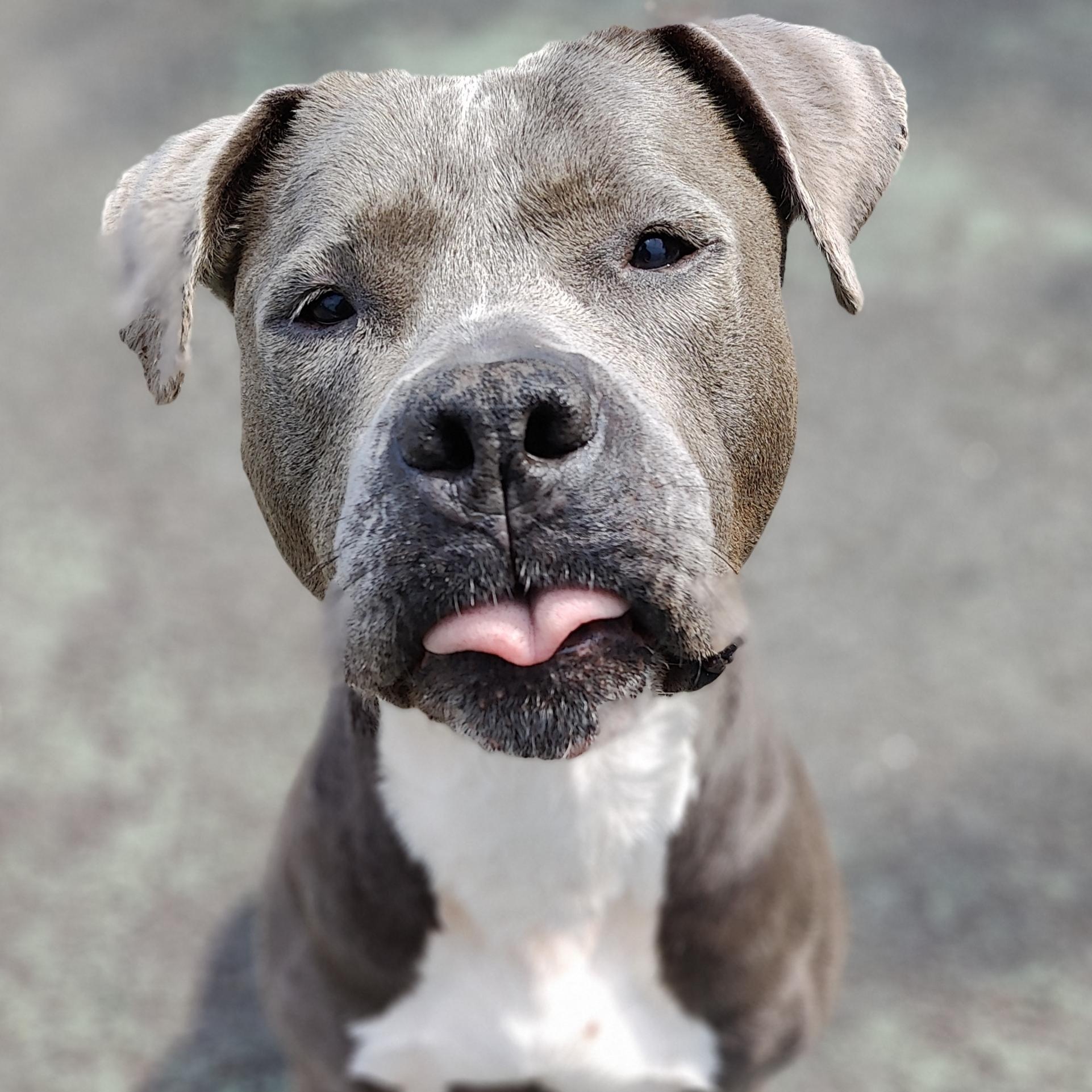 Bruiser, a ADOPTABLE Pit Bull Terrier in Jersey city, NJ image 1/3