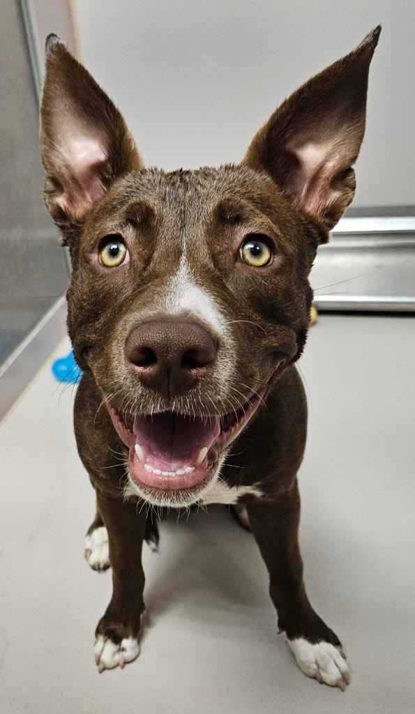 Enlarge CeCe, a Adopted mixed breed in Sherwood, AR image 1/1