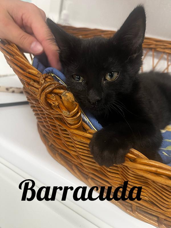 Barracuda