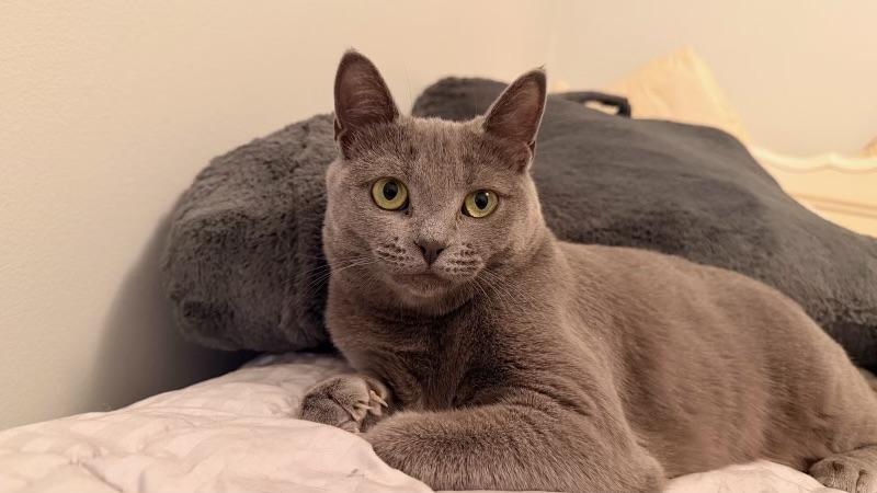 Enlarge Windsor, a Adoptable Domestic Short Hair in Pickering, ON image 1/3