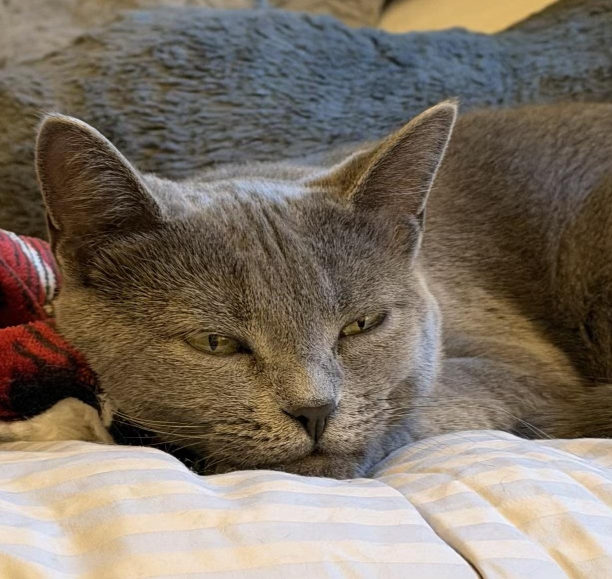 Enlarge Windsor, a Adoptable Domestic Short Hair in Pickering, ON image 3/3