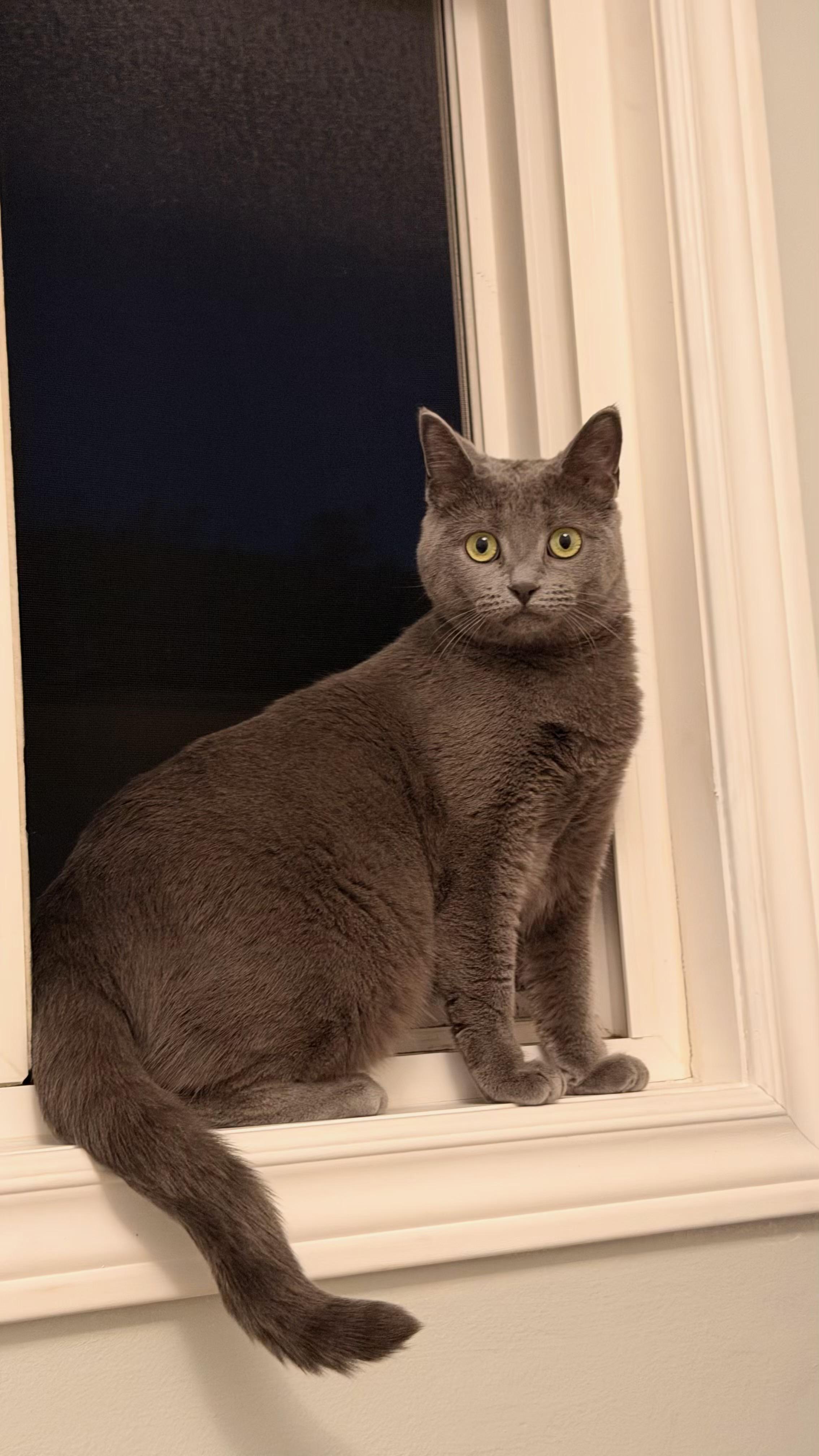 Enlarge Windsor, a Adoptable Domestic Short Hair in Pickering, ON image 2/3