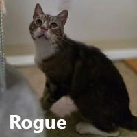 Enlarge Rogue, a Adoptable Domestic Short Hair in Olympia, WA image 1/1