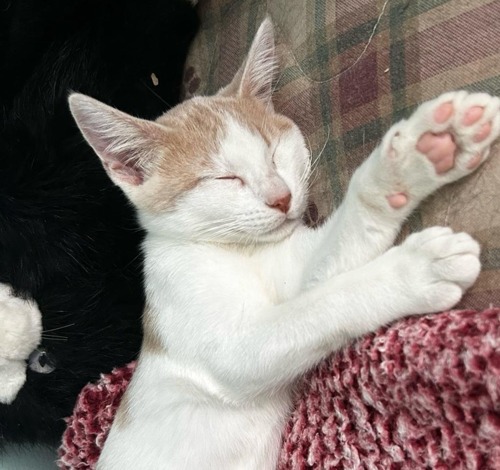 Pigeon (Bebop), Adoptable, Young Male Domestic Short Hair.