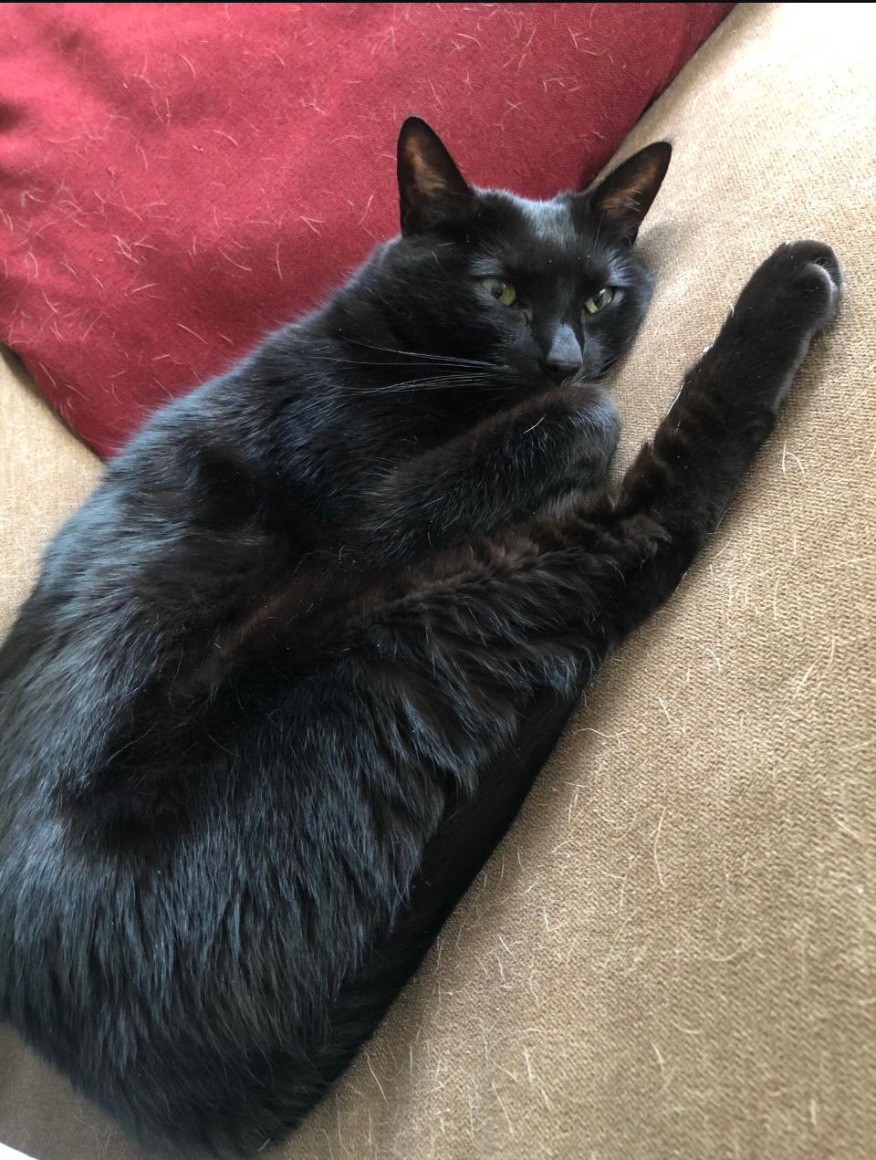 Meowzer - Urgent, a ADOPTABLE Domestic Short Hair in New Orleans, LA image 4/4