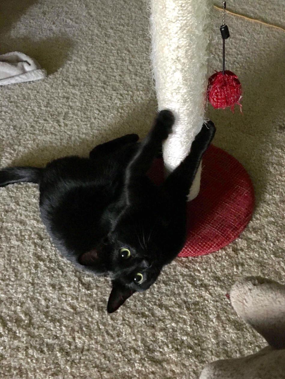 Meowzer - Urgent, ADOPTABLE, Adult Female Domestic Short Hair.