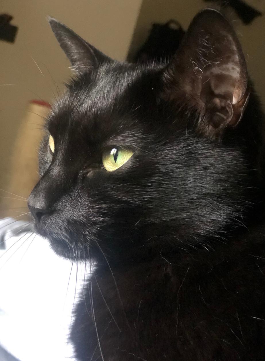 Meowzer - Urgent, a ADOPTABLE Domestic Short Hair in New Orleans, LA image 2/4