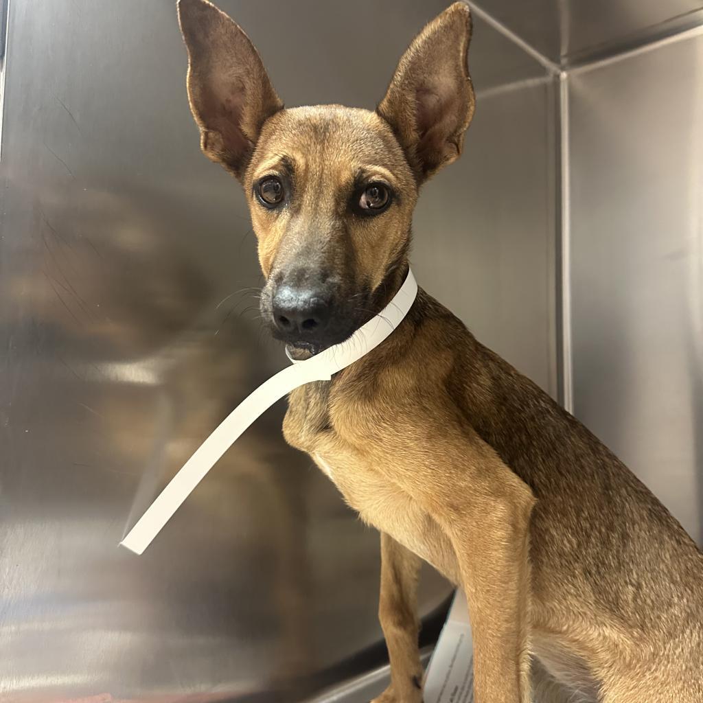 Nila, Adoptable, Adult Female Mixed Breed.