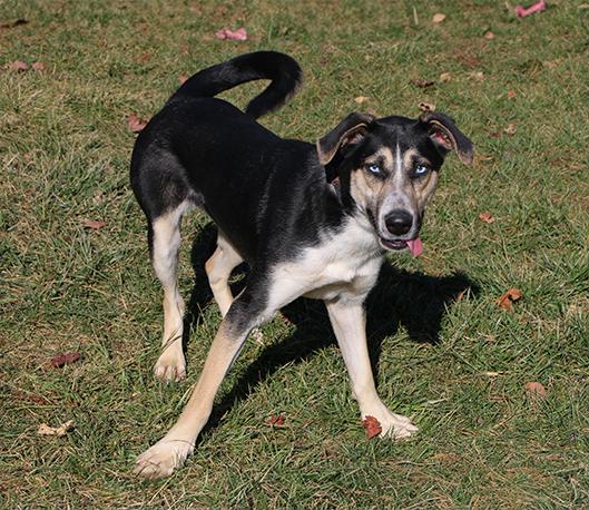 Sheba, adoptable, Adult Female Terrier.