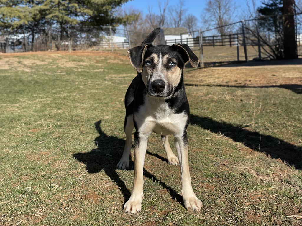 Enlarge Sheba, an adoptable mixed breed in Charles Town, WV image 2/4