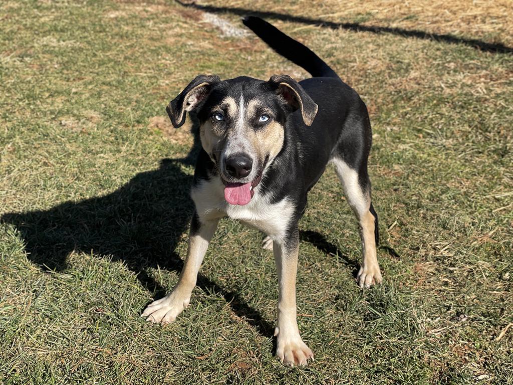 Enlarge Sheba, an adoptable mixed breed in Charles Town, WV image 3/4