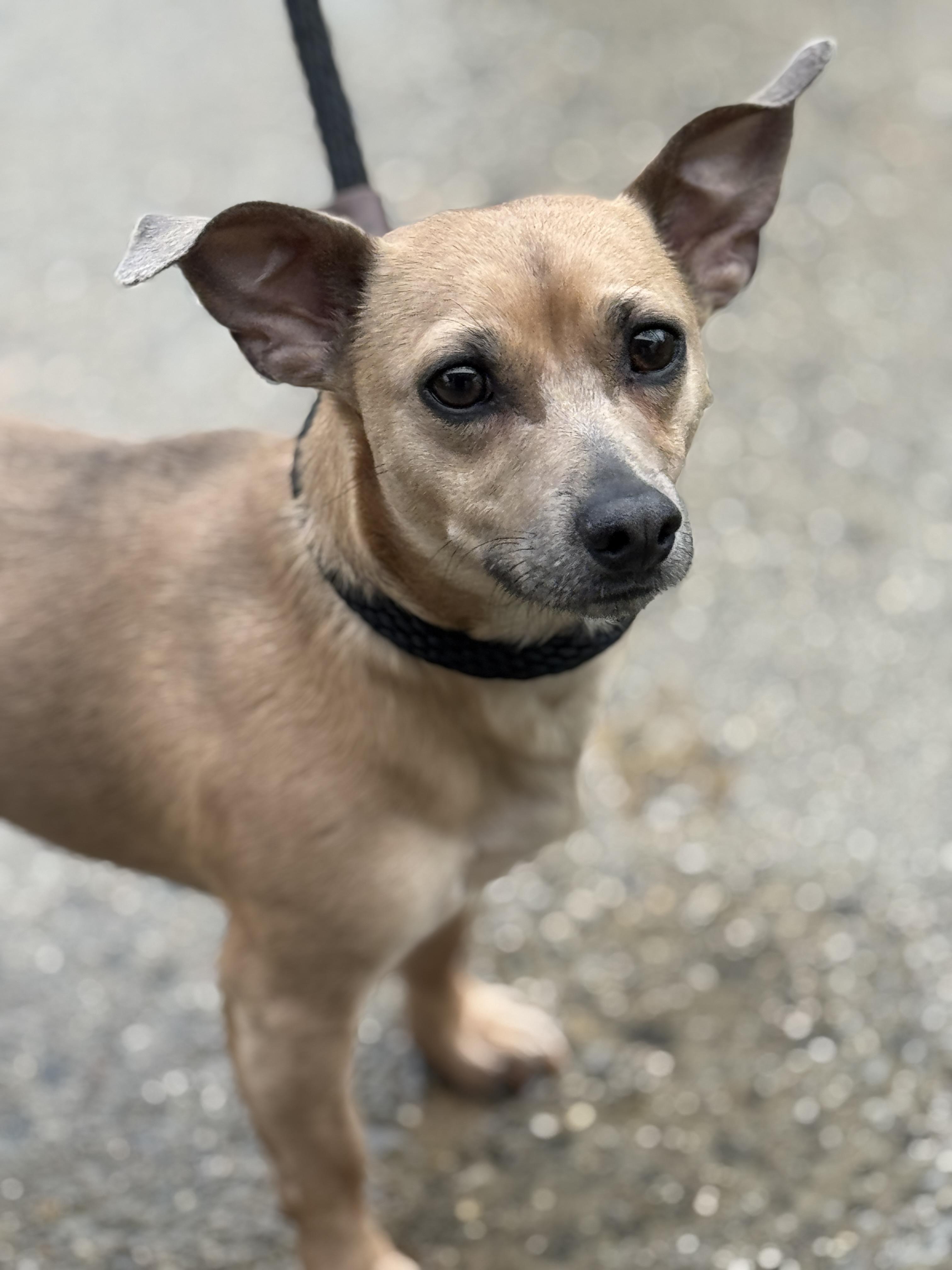 Harlow, ADOPTABLE, Adult Male Chiweenie.