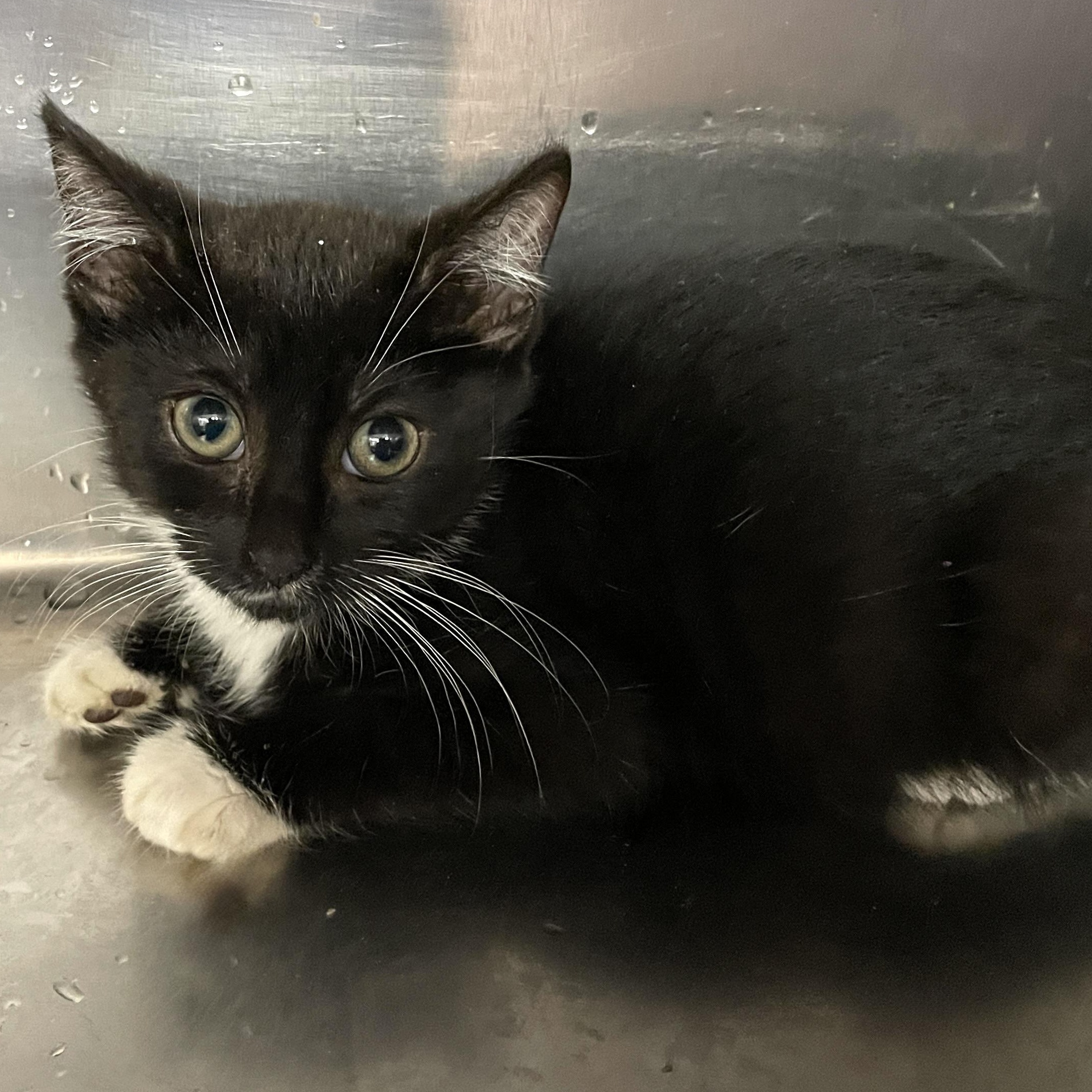 Amino, a Adoptable Domestic Short Hair in Wantagh, NY image 2/2