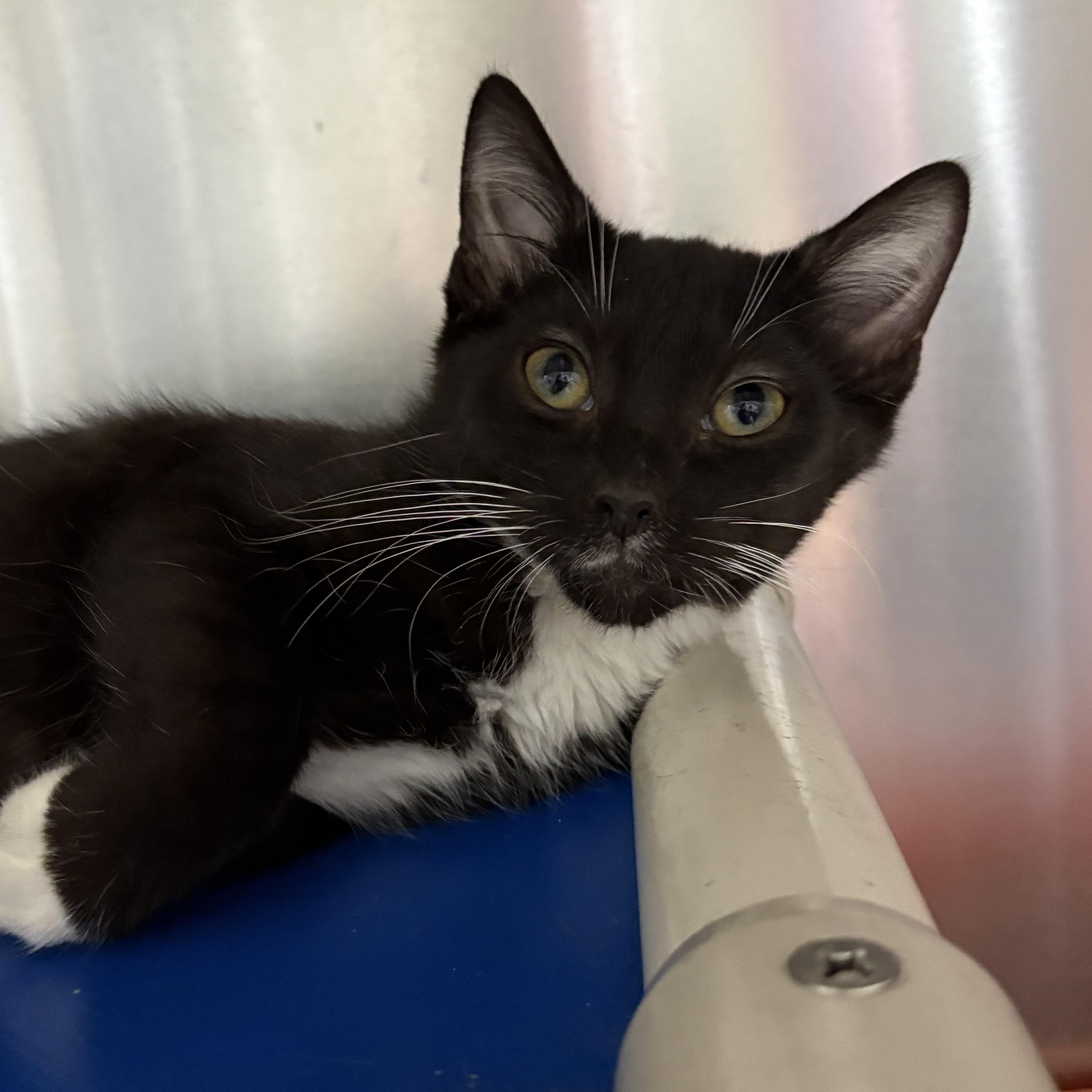 Amino, Adoptable, Kitten Female Domestic Short Hair.