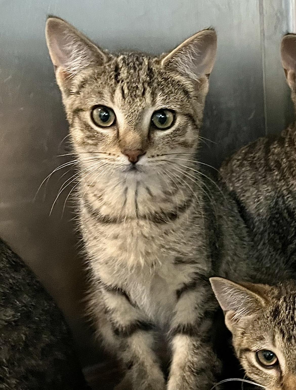 Guppy, an adoptable Domestic Short Hair in Seville, OH_image-1