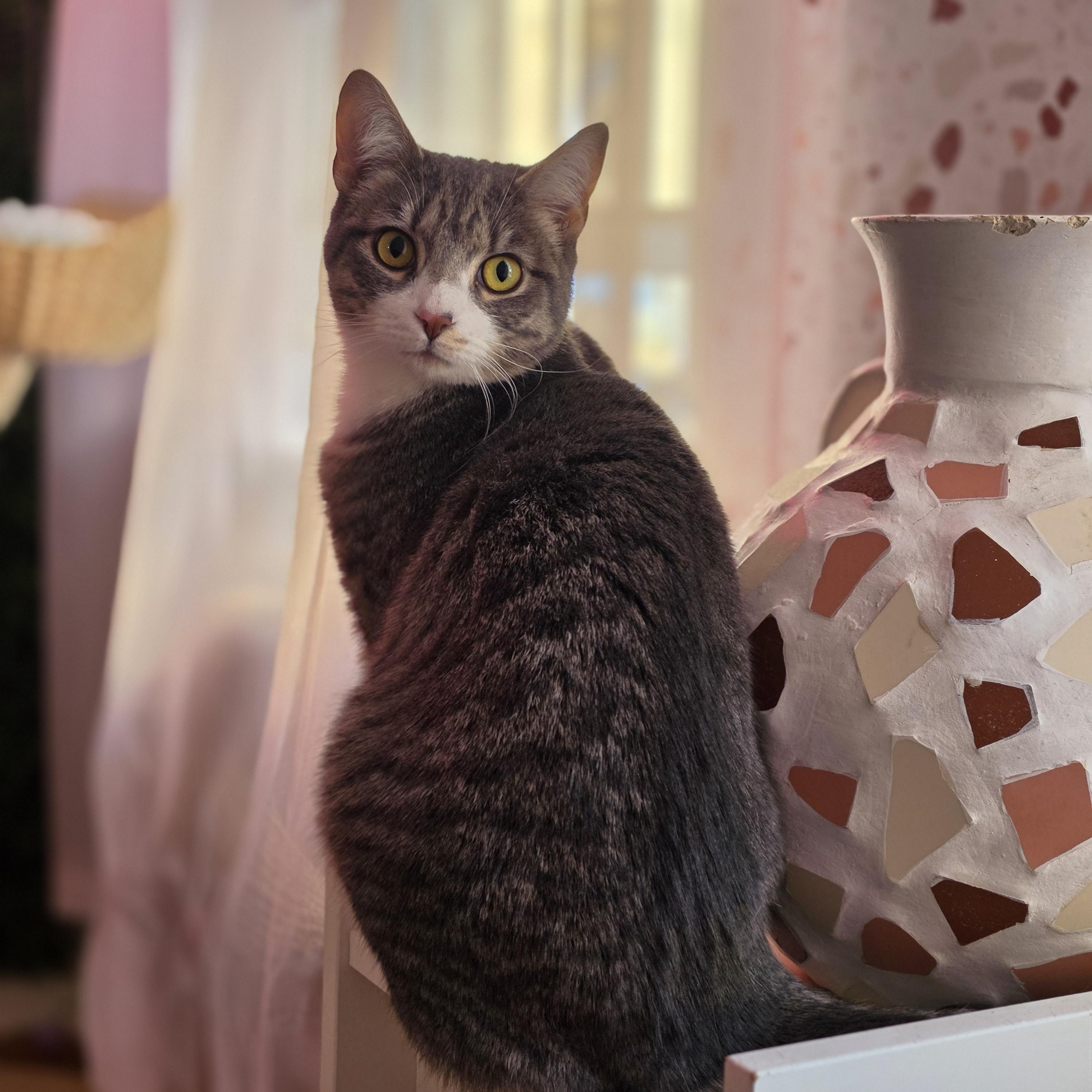 Enlarge Sterling, a ADOPTABLE Domestic Short Hair in Philadelphia, PA image 3/6