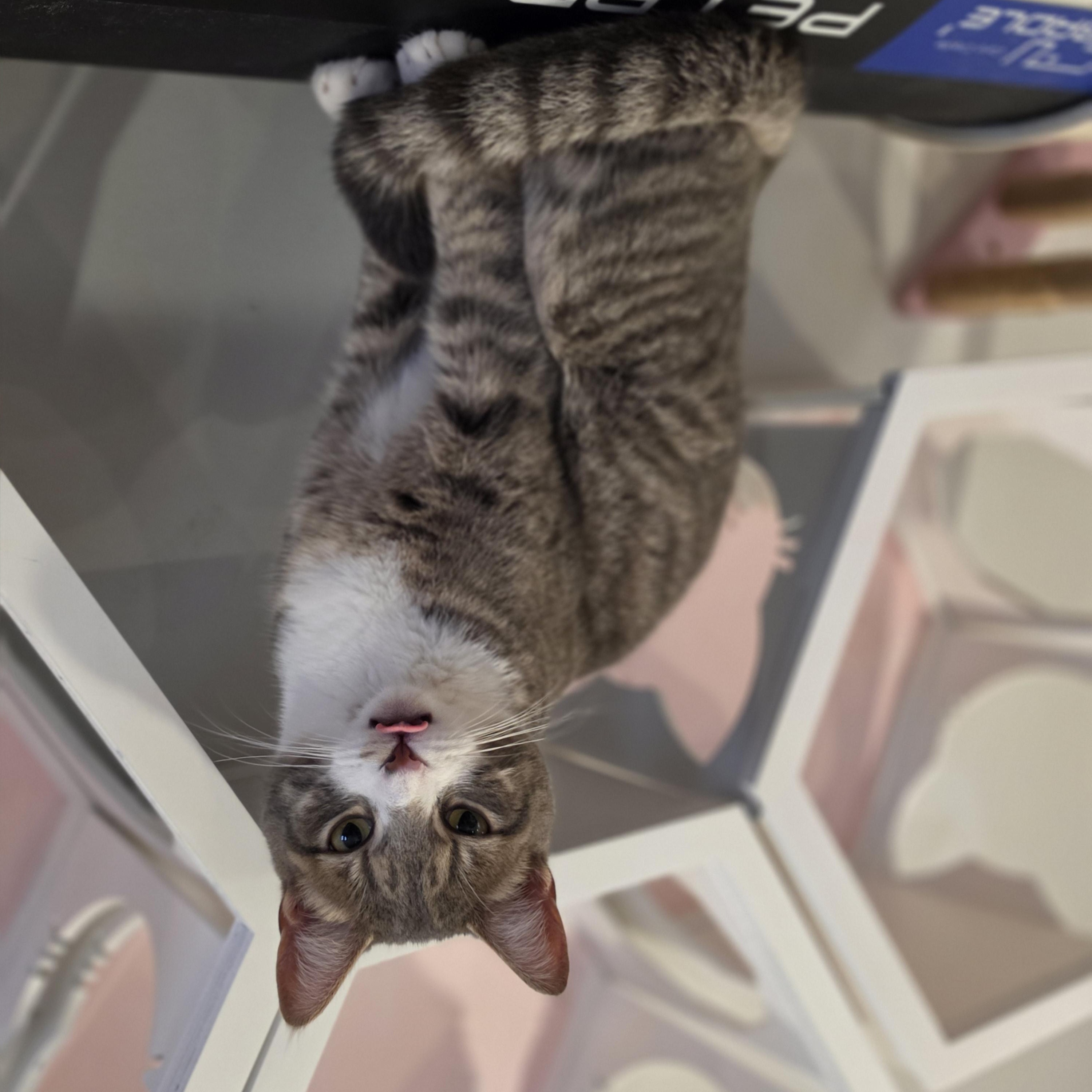 Enlarge Sterling, a ADOPTABLE Domestic Short Hair in Philadelphia, PA image 2/6