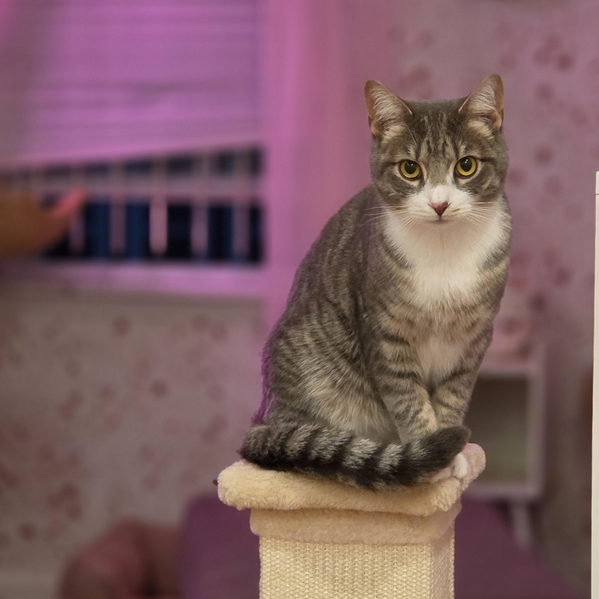 Enlarge Sterling, a ADOPTABLE Domestic Short Hair in Philadelphia, PA image 4/6