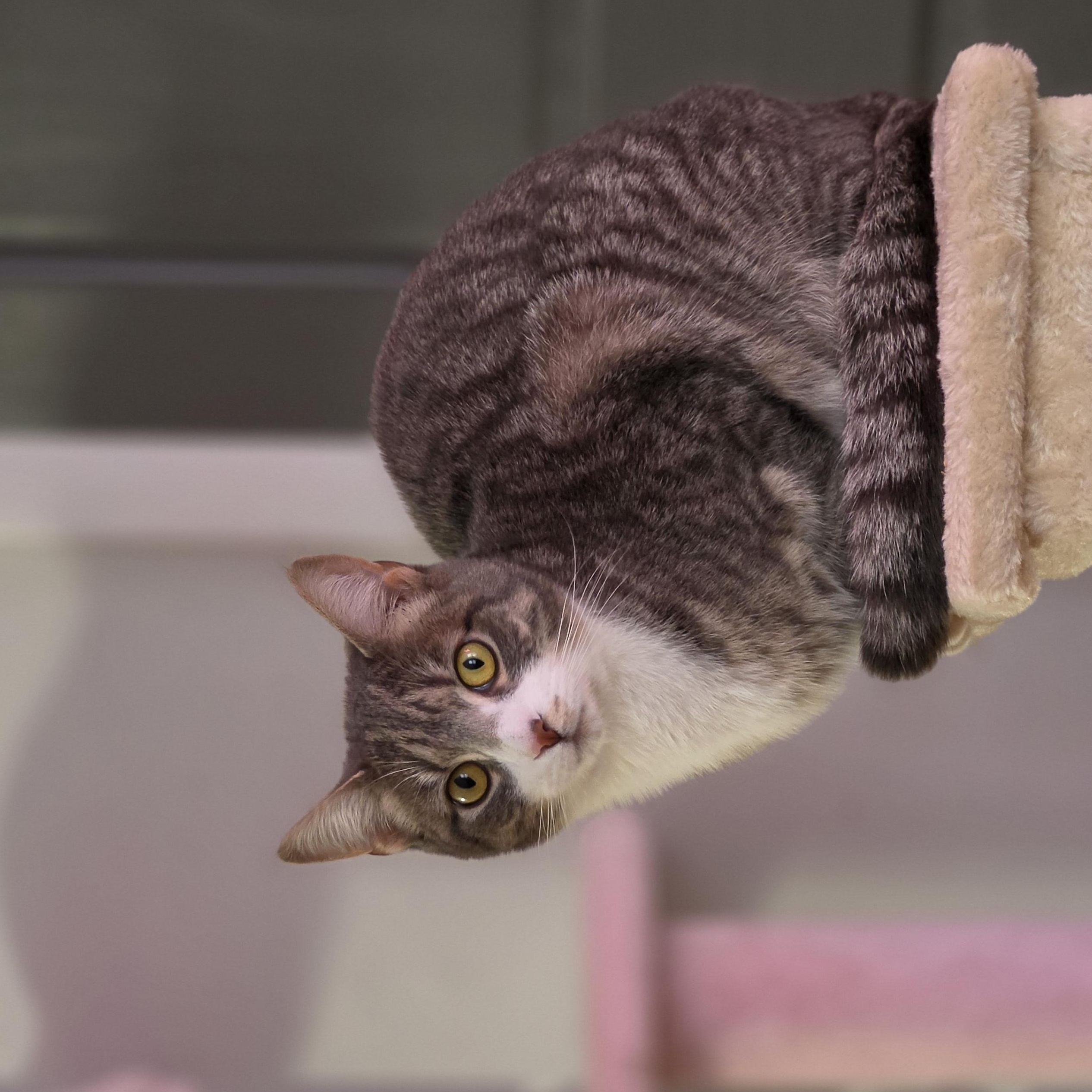 Enlarge Sterling, a ADOPTABLE Domestic Short Hair in Philadelphia, PA image 5/6