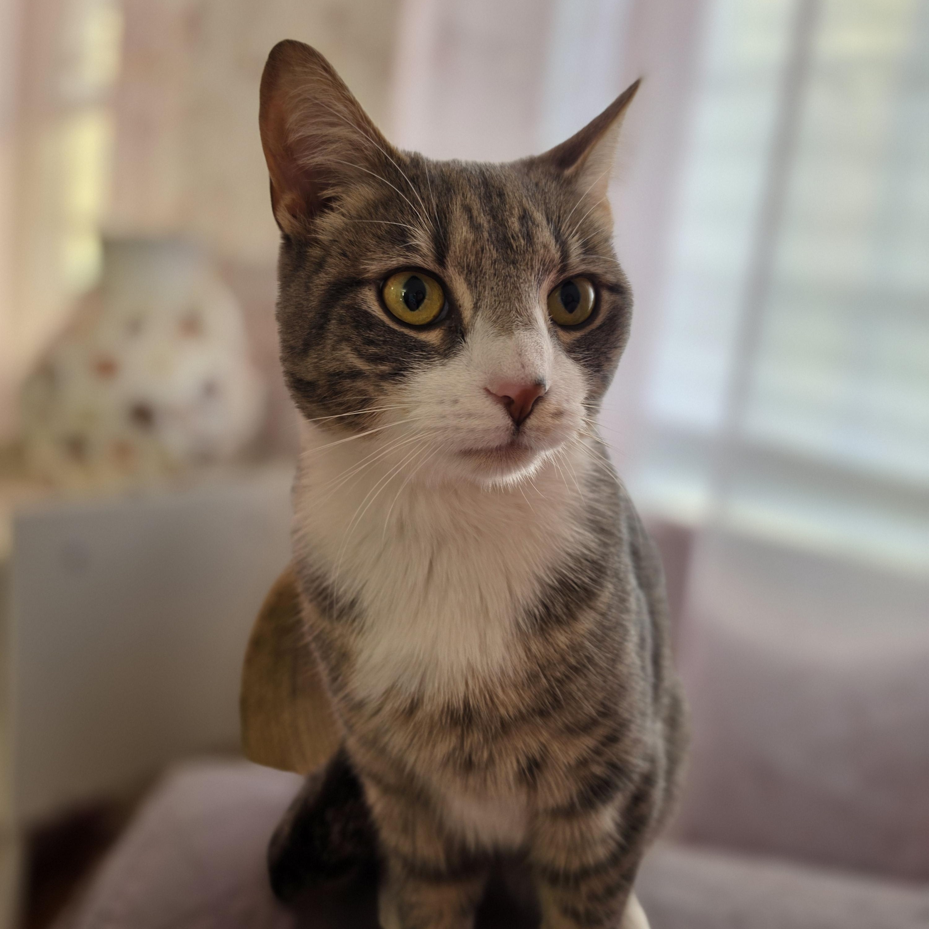Enlarge Sterling, a ADOPTABLE Domestic Short Hair in Philadelphia, PA image 1/6