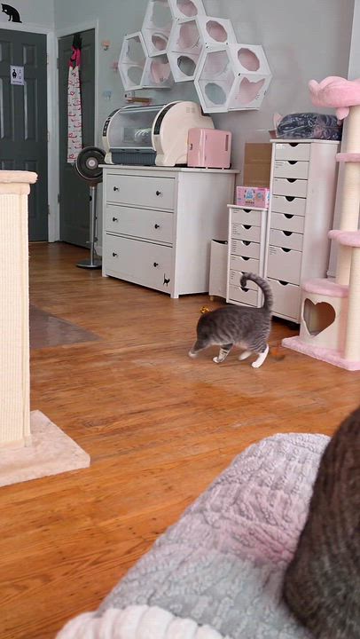 Enlarge Sterling, a ADOPTABLE Domestic Short Hair in Philadelphia, PA video 6/6