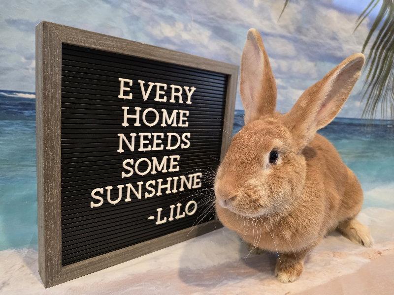 Lilo, Adoptable, Adult Female Flemish Giant.