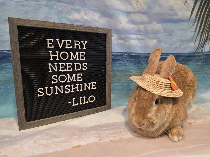 Lilo, a Adoptable Flemish Giant in Columbus, OH image 2/2