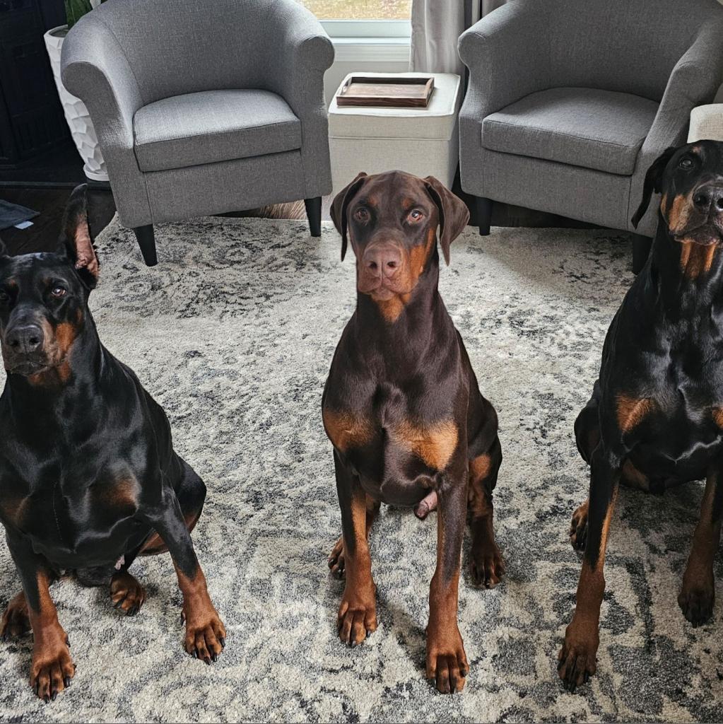 Enlarge 7809 Bodhi, a Adoptable Doberman Pinscher in Sandown, NH image 1/1