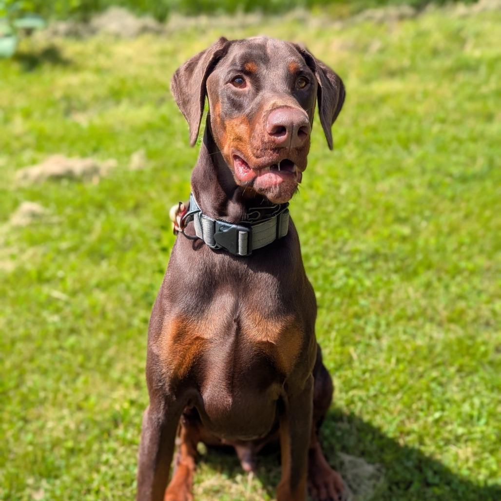 7809 Bodhi, Adoptable, Adult Male Doberman Pinscher.