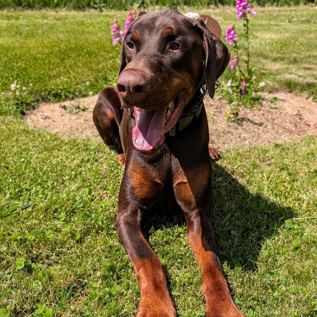 Enlarge 7809 Bodhi, a Adoptable Doberman Pinscher in Sandown, NH image 2/2