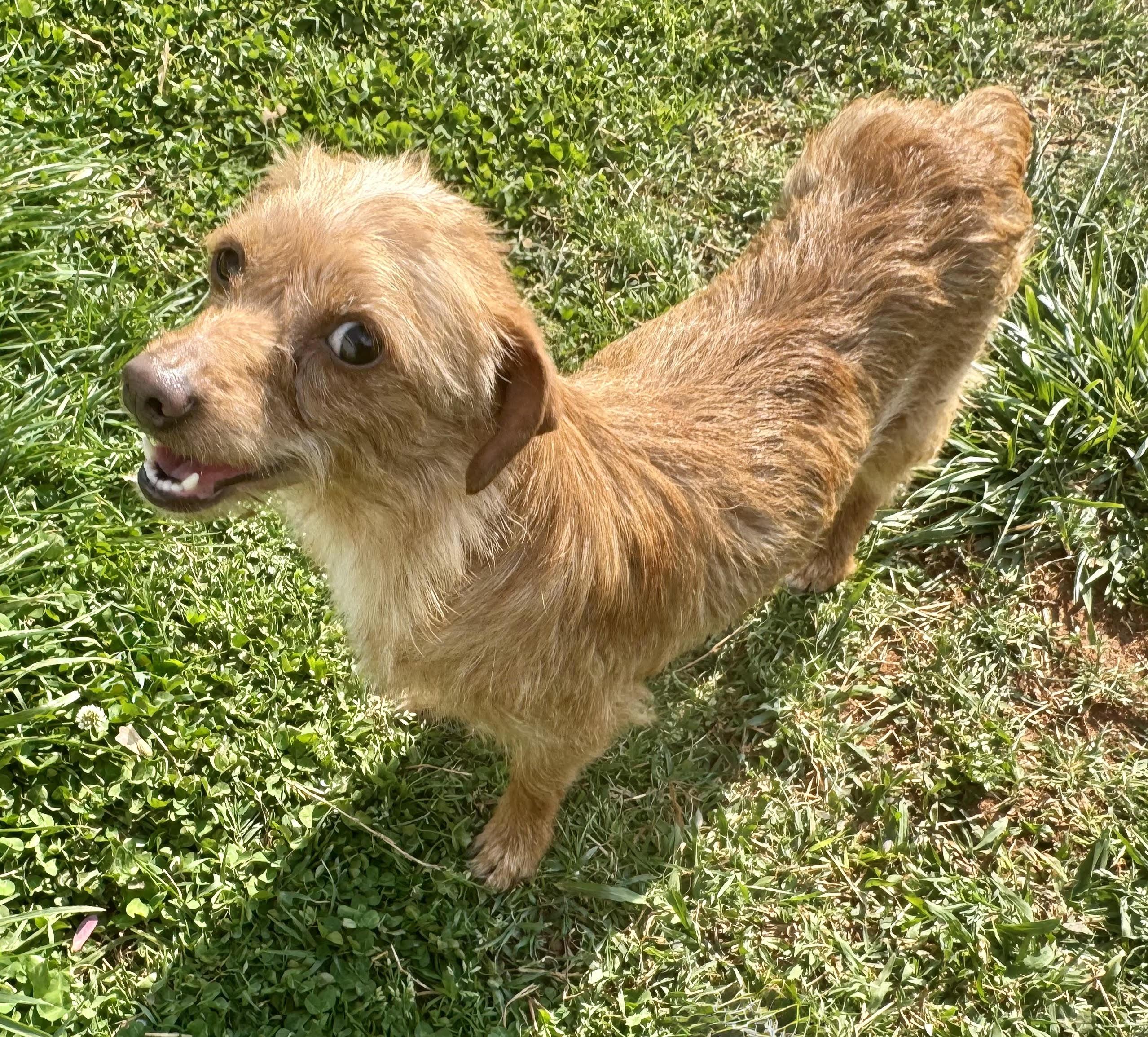 Enlarge Lucy, a ADOPTABLE mixed breed in Maiden, NC image 4/4