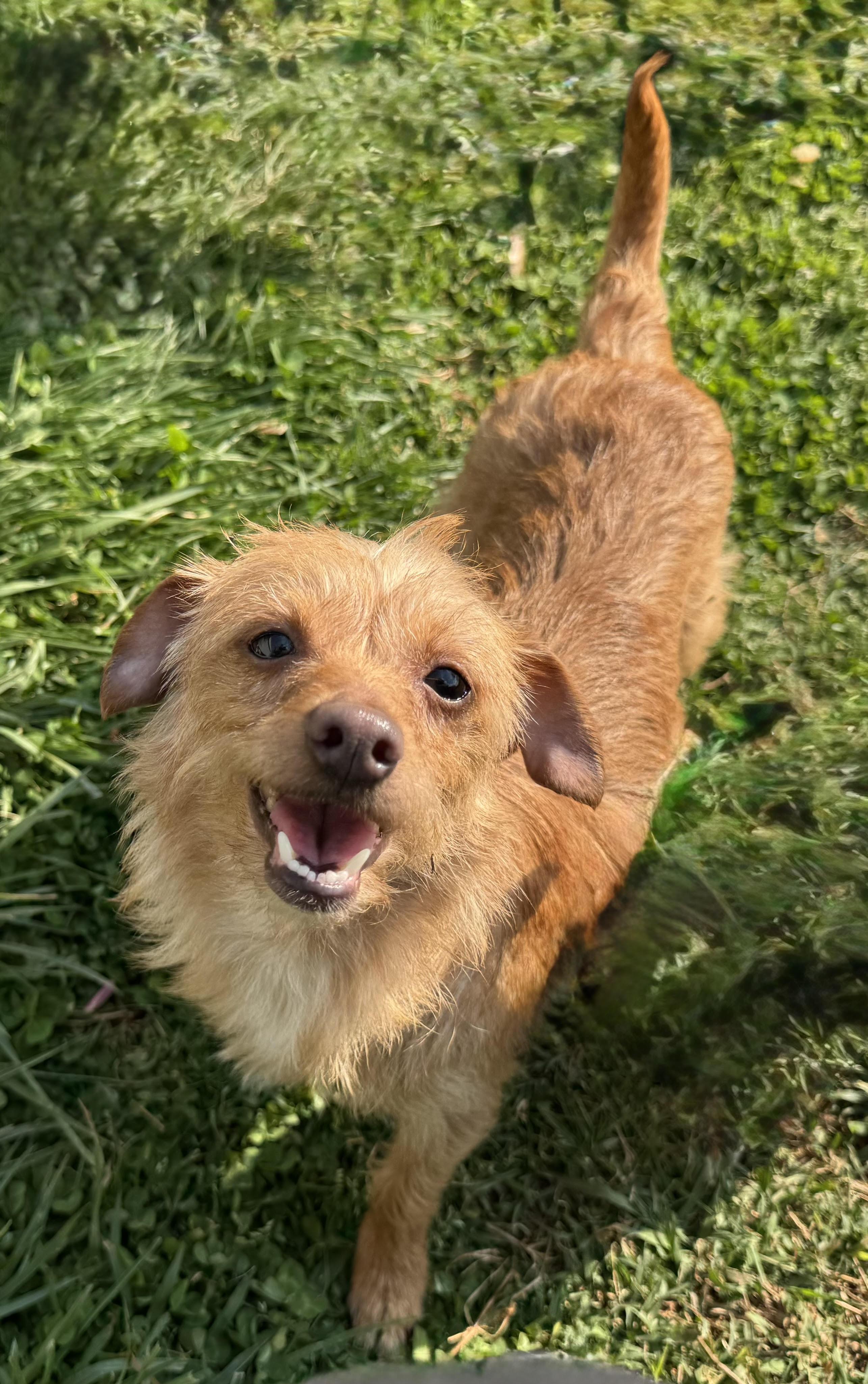 Enlarge Lucy, a ADOPTABLE mixed breed in Maiden, NC image 1/4