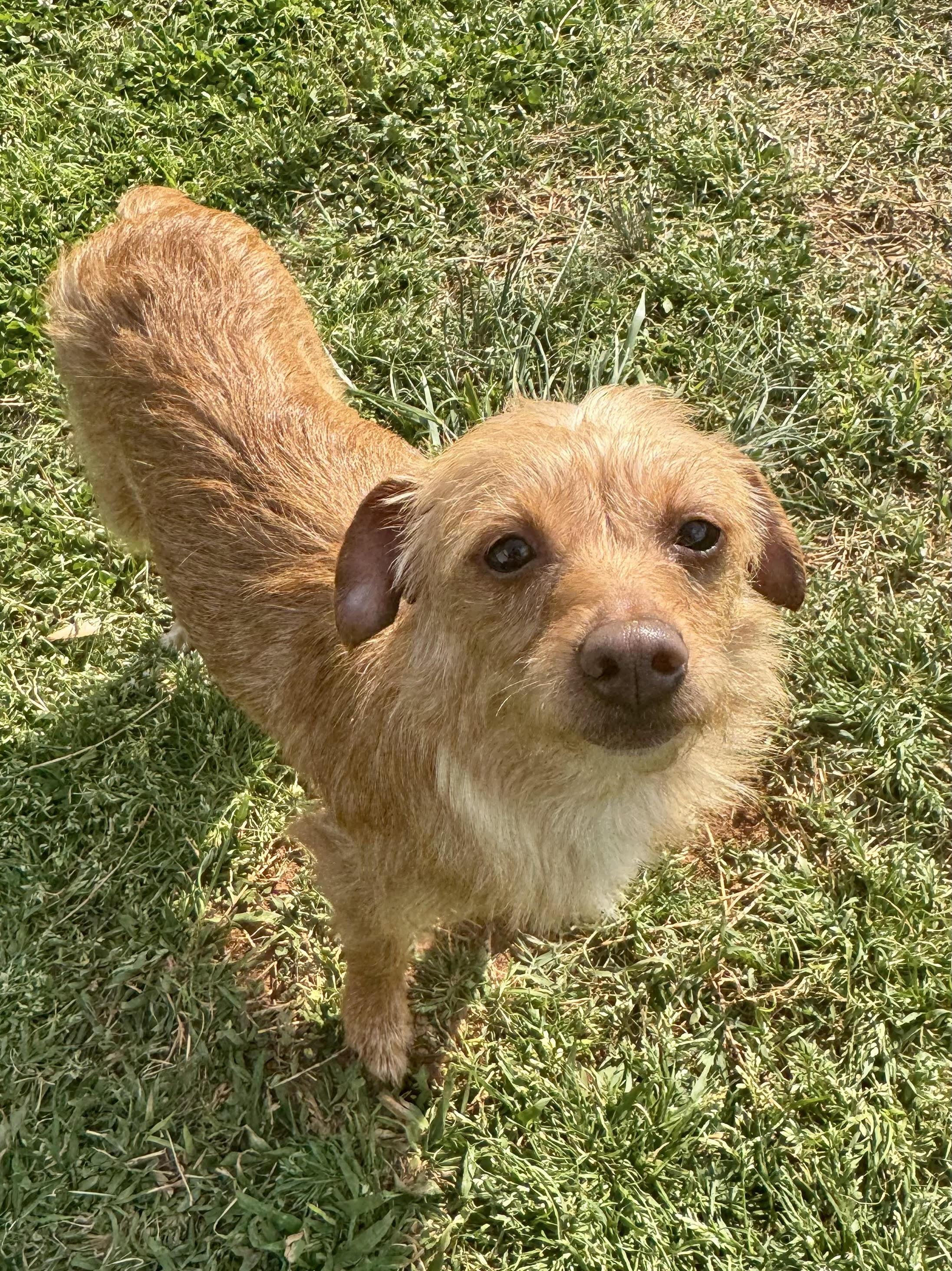 Enlarge Lucy, a ADOPTABLE mixed breed in Maiden, NC image 3/4