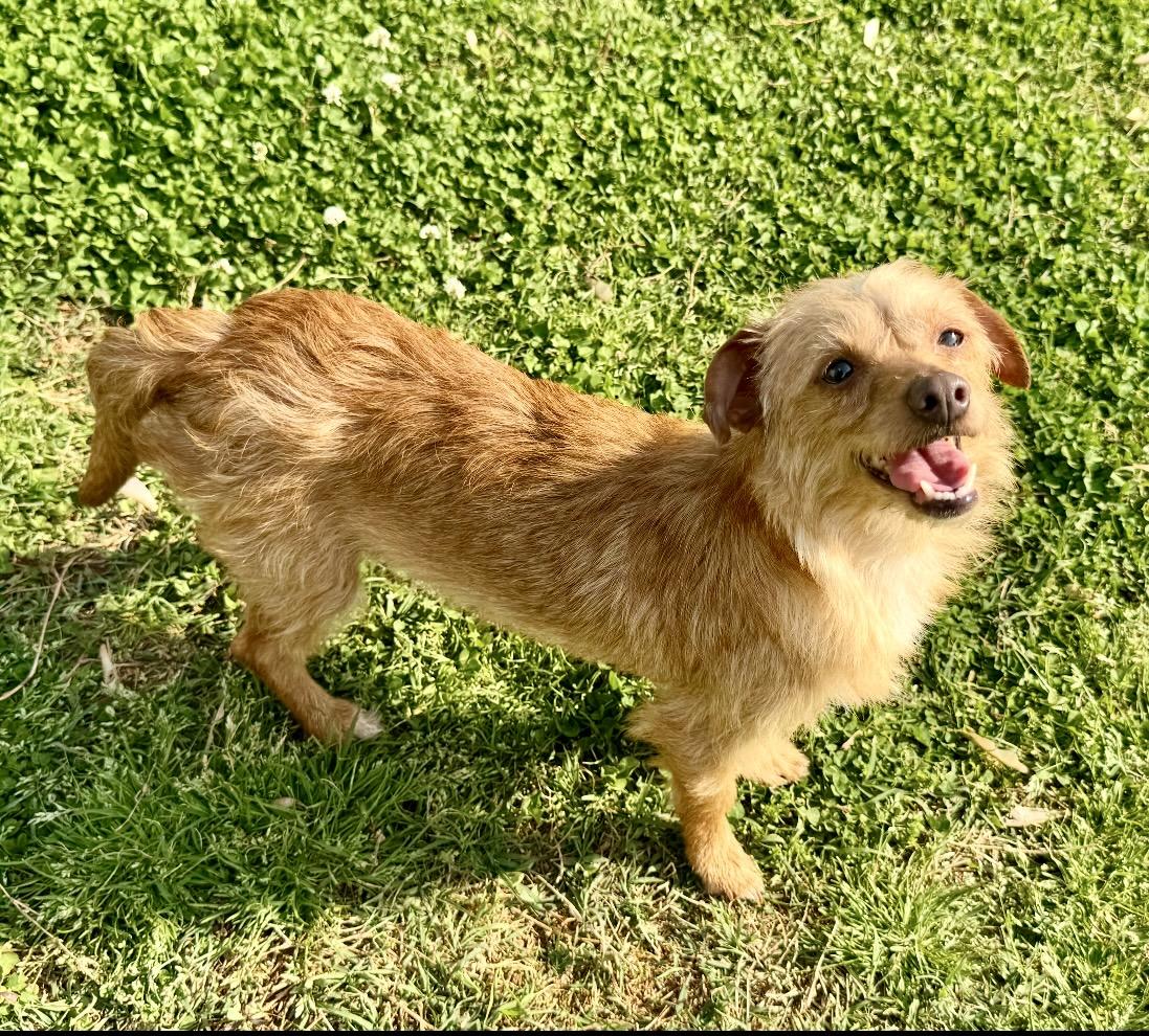 Enlarge Lucy, a ADOPTABLE mixed breed in Maiden, NC image 2/4
