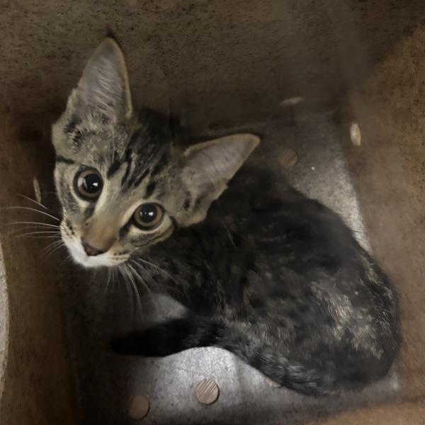 Enlarge Wonder Pets, a Adoptable mixed breed in Silverdale, WA image 2/2