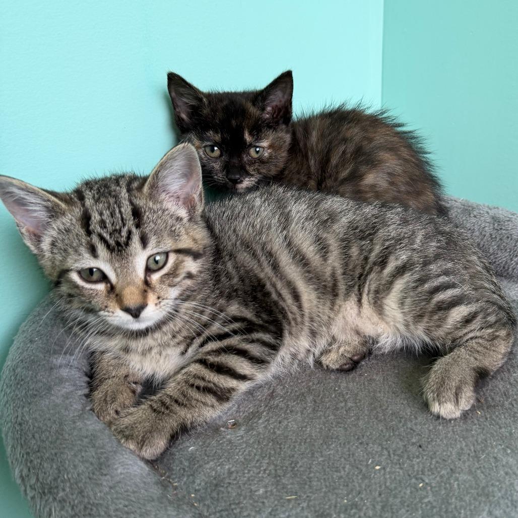 Boysenberry, Adoptable, Kitten Female Domestic Short Hair.