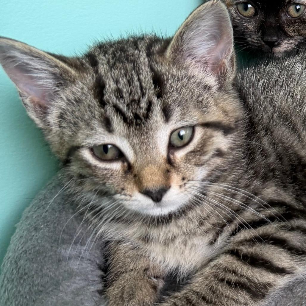 Boysenberry, a Adoptable Domestic Short Hair in Marion, VA image 2/4