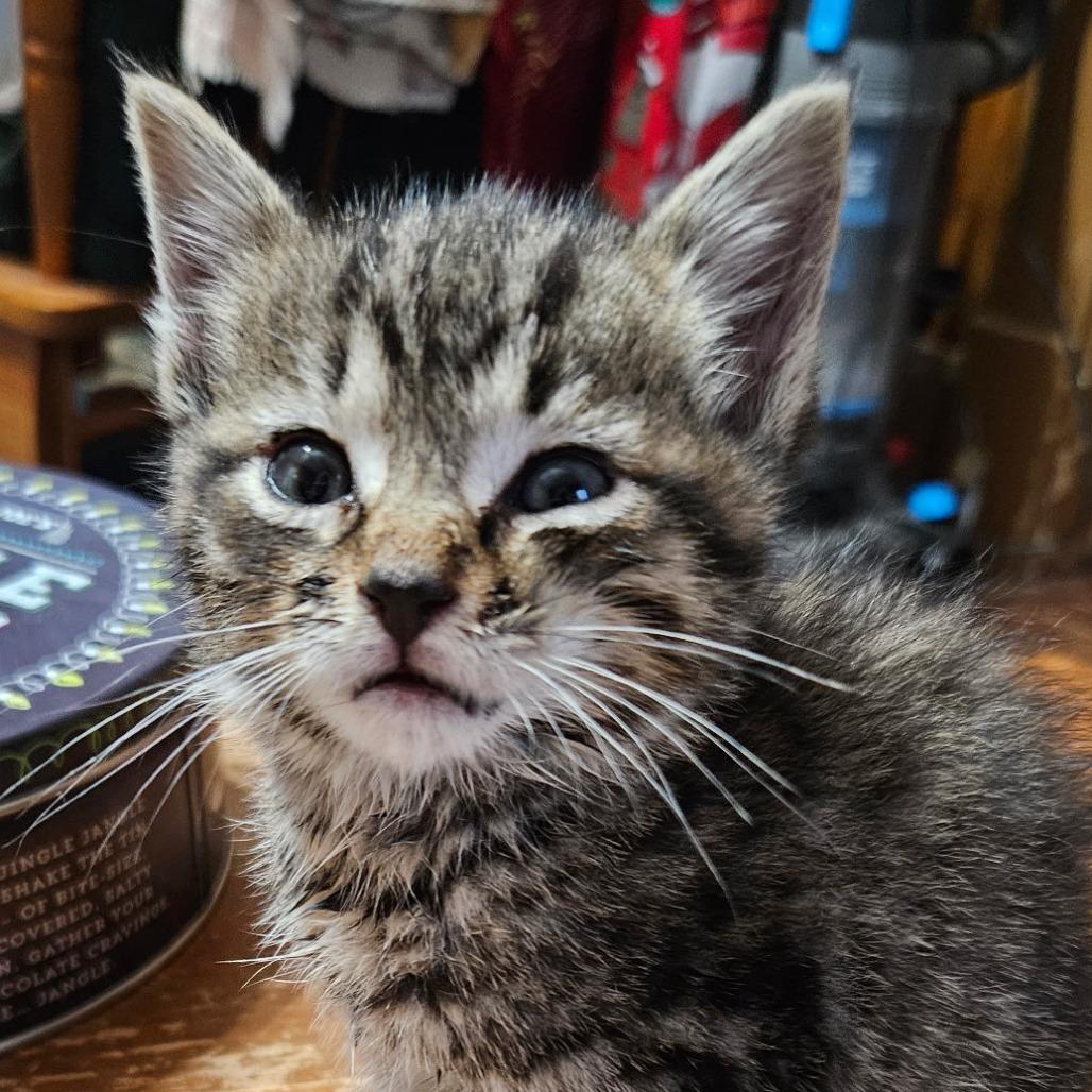 Boysenberry, a Adoptable Domestic Short Hair in Marion, VA image 3/4