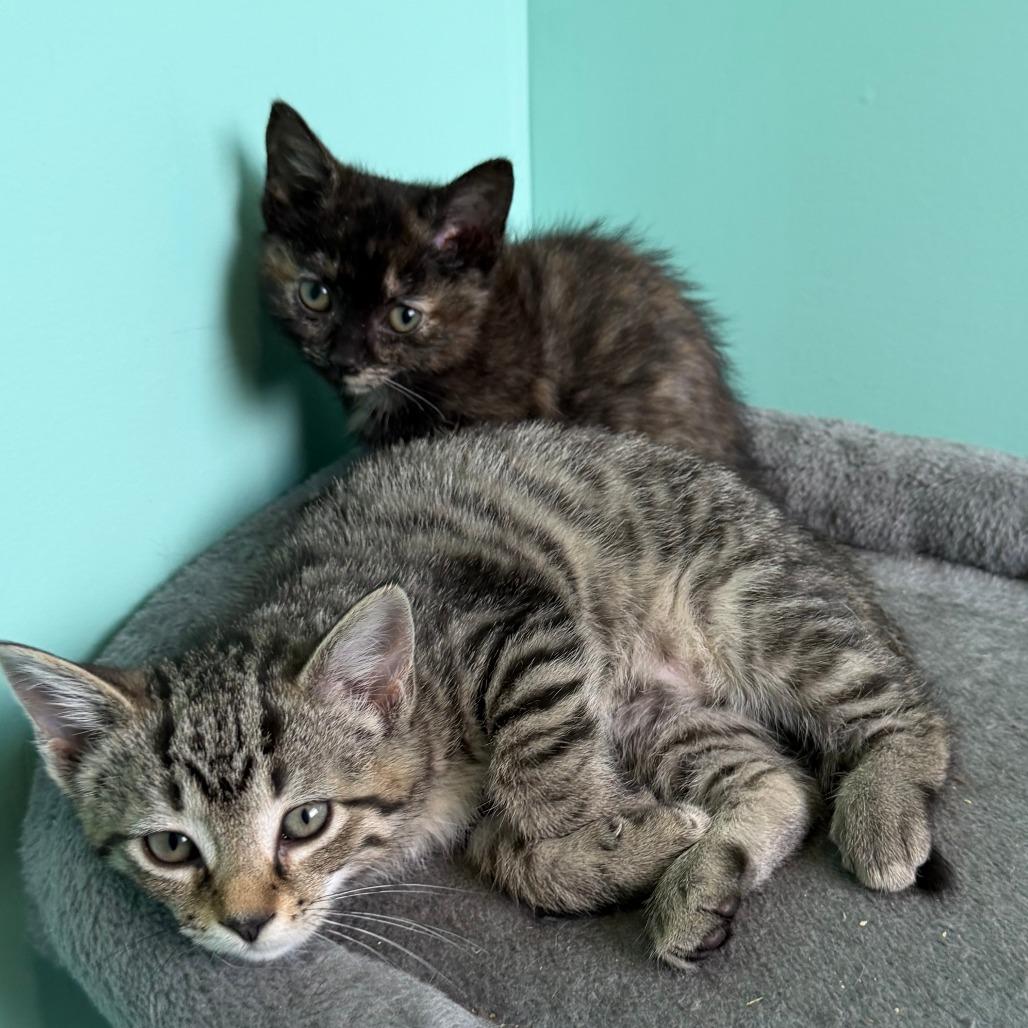 Boysenberry, a Adoptable Domestic Short Hair in Marion, VA image 4/4