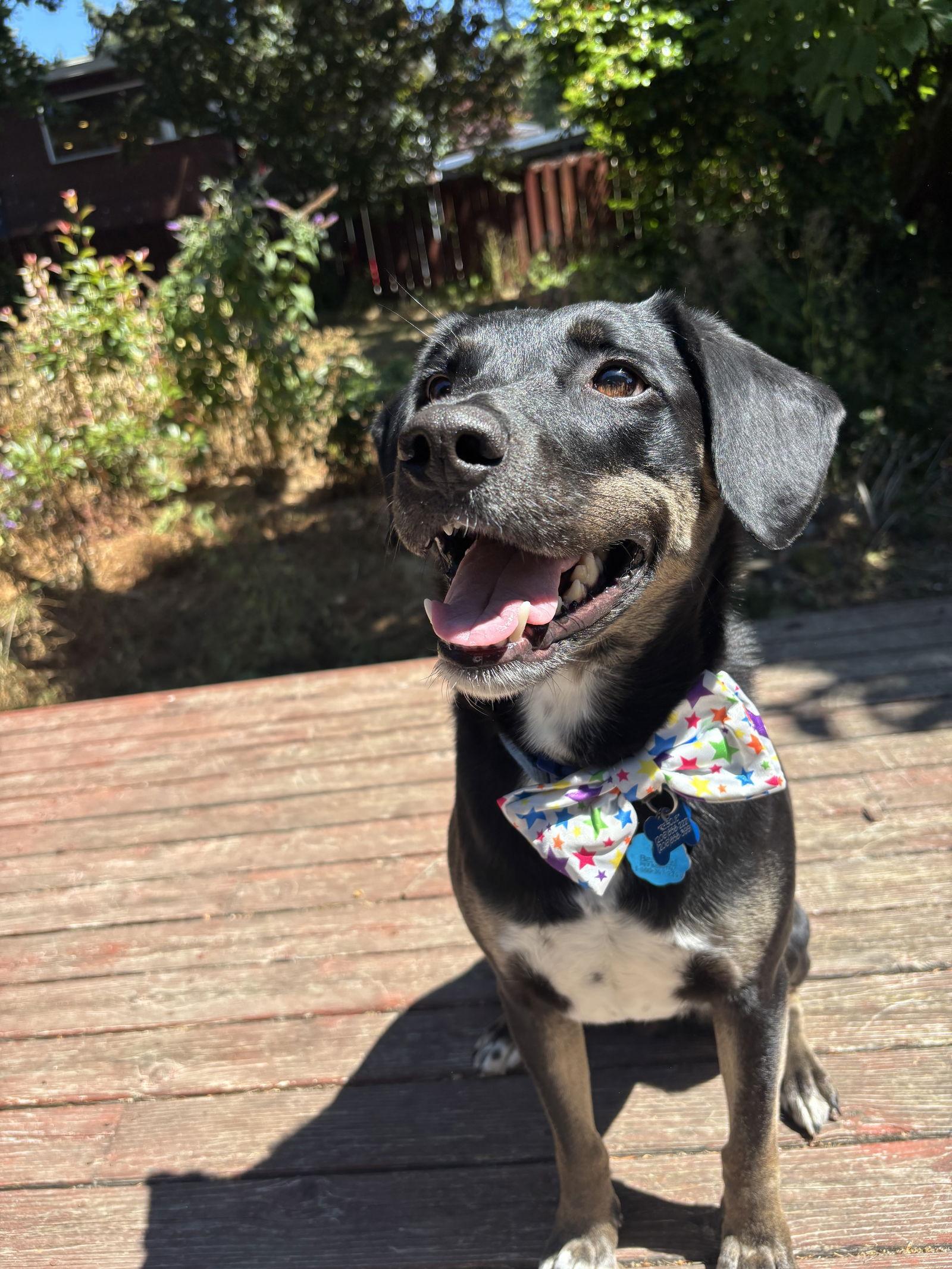 Zorro, Adoptable, Adult Male Shepherd & Labrador Retriever.
