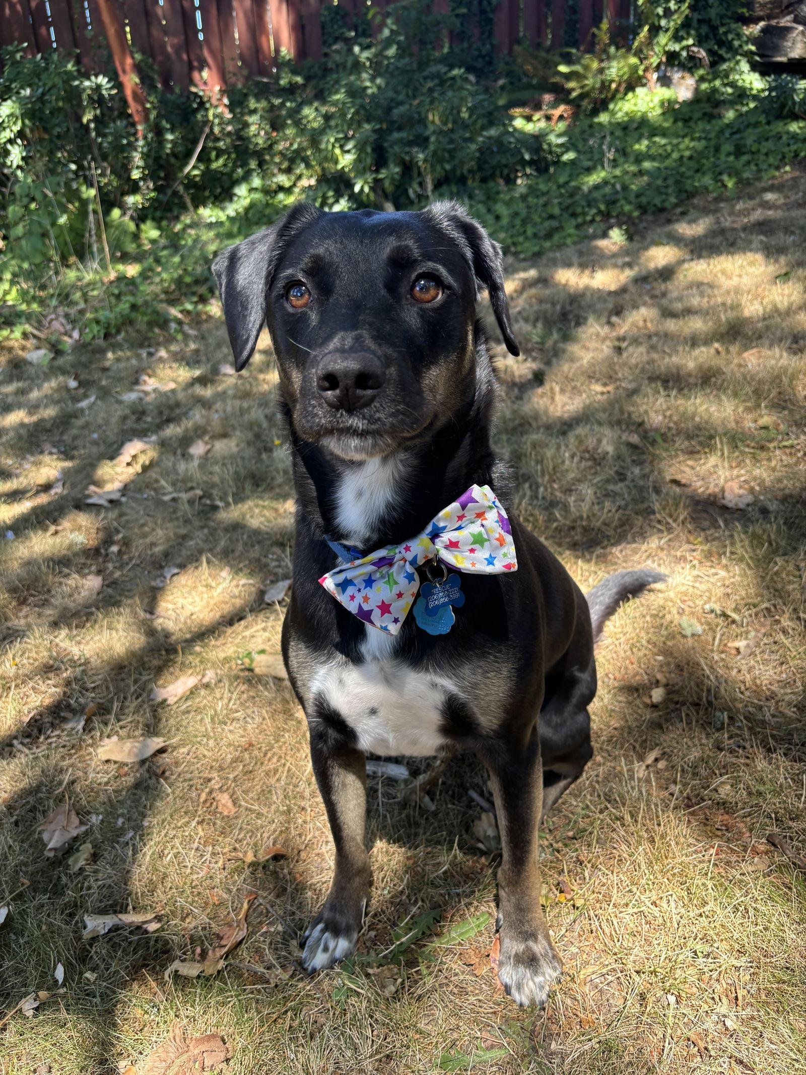 Zorro, a Adoptable mixed breed image 2/3