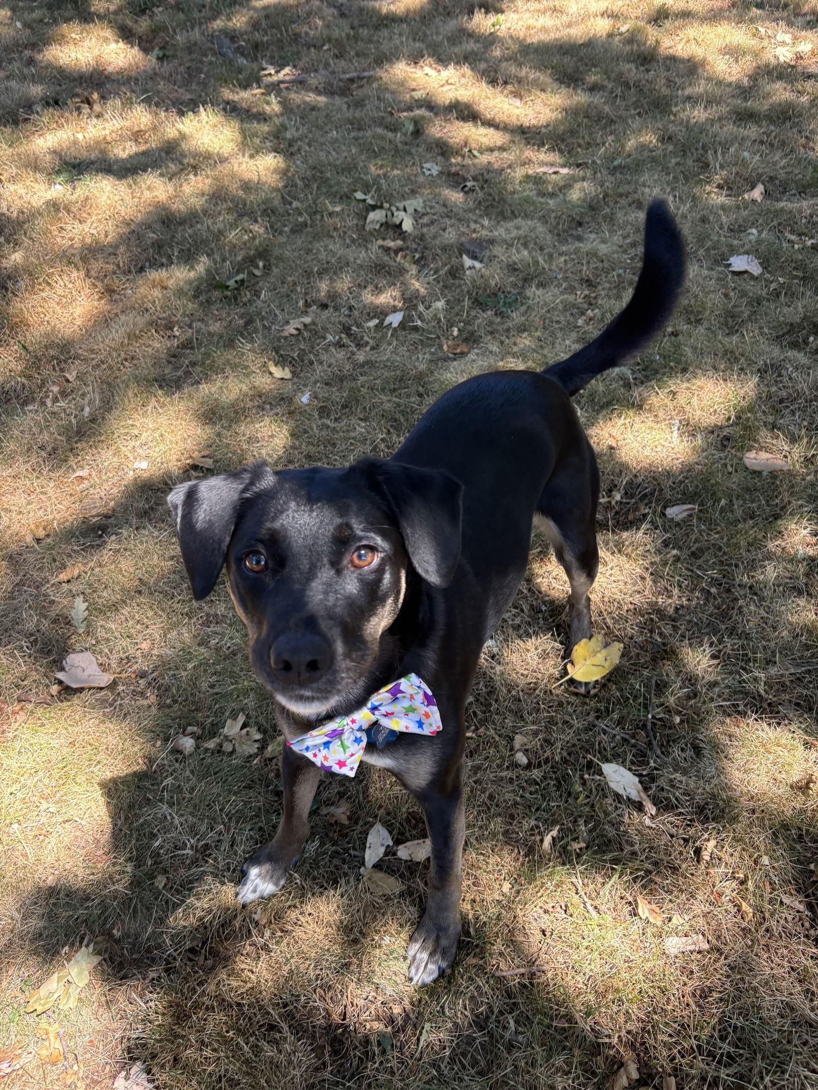 Zorro, a Adoptable mixed breed image 3/3