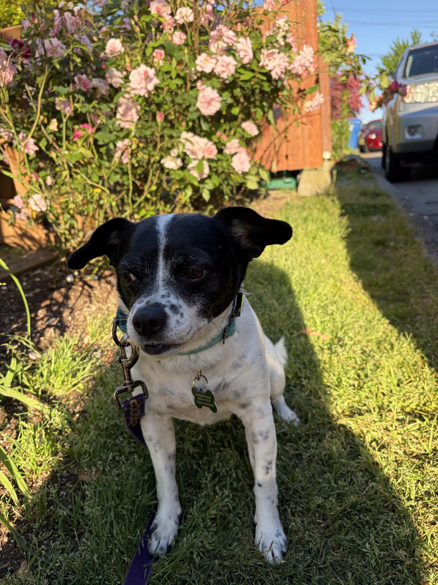 Enlarge Layla, a Adoptable mixed breed in Covington, WA image 3/4