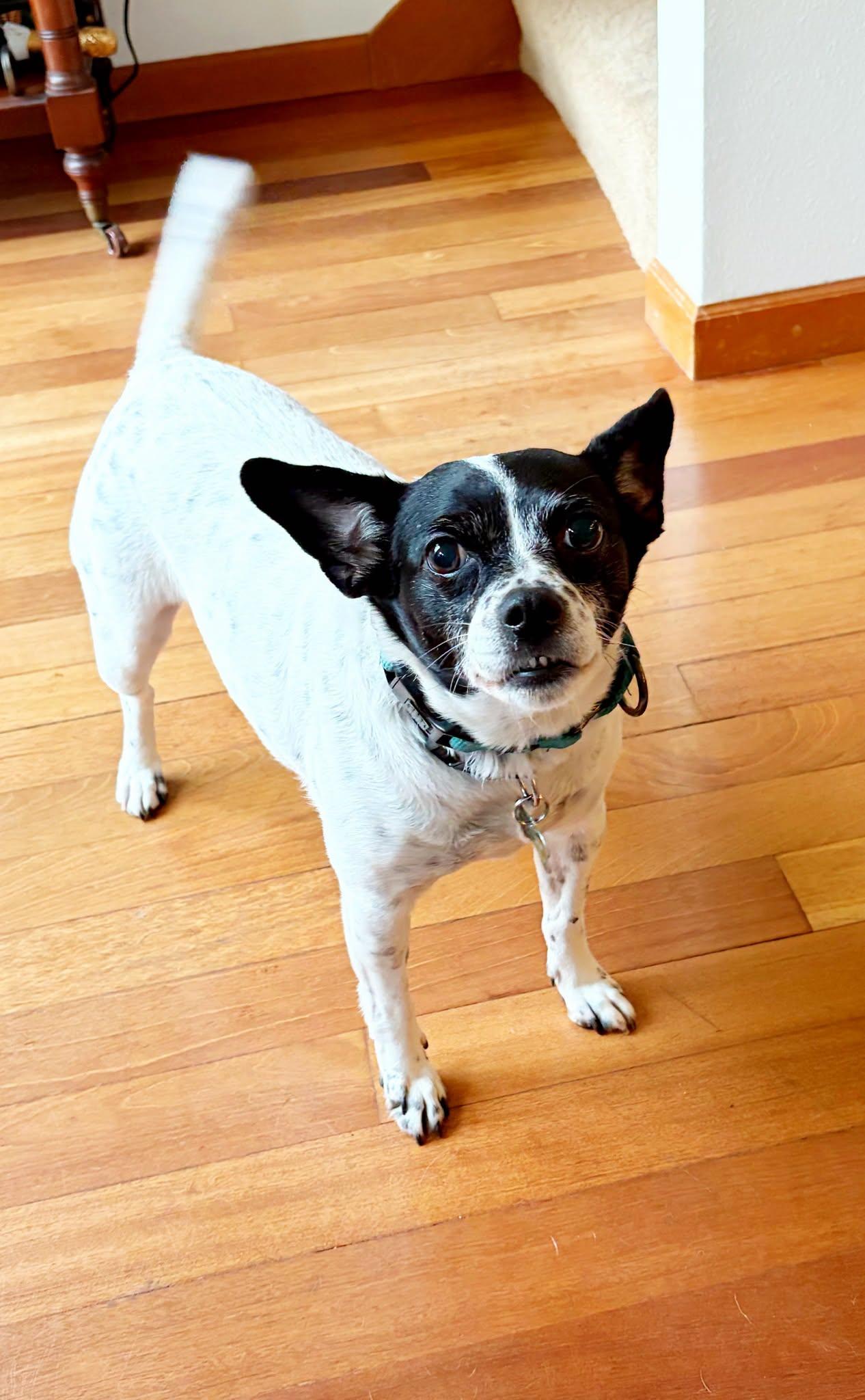 Enlarge Layla, a Adoptable mixed breed in Covington, WA image 4/4