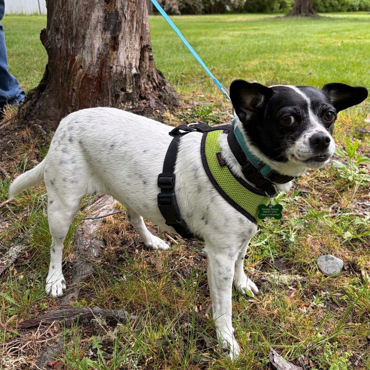 Enlarge Layla, a Adoptable mixed breed in Covington, WA image 2/4