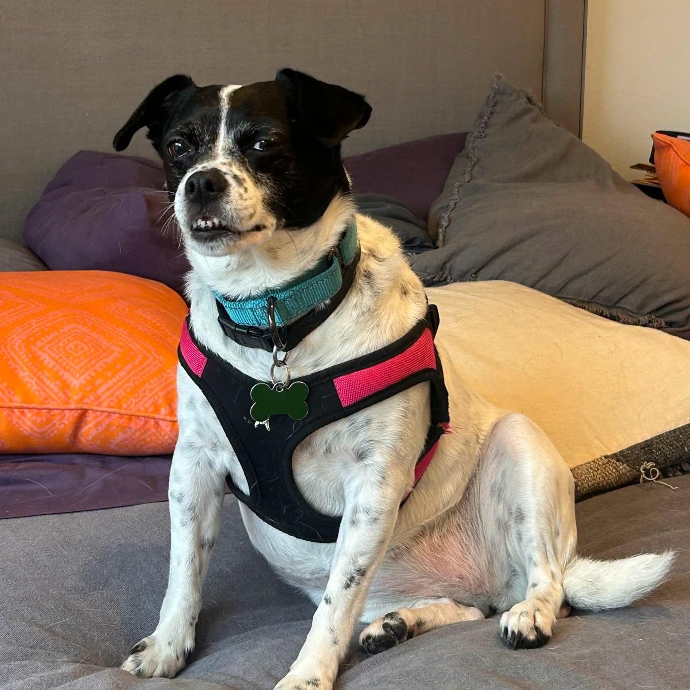 Enlarge Layla, a Adoptable mixed breed in Covington, WA image 1/4