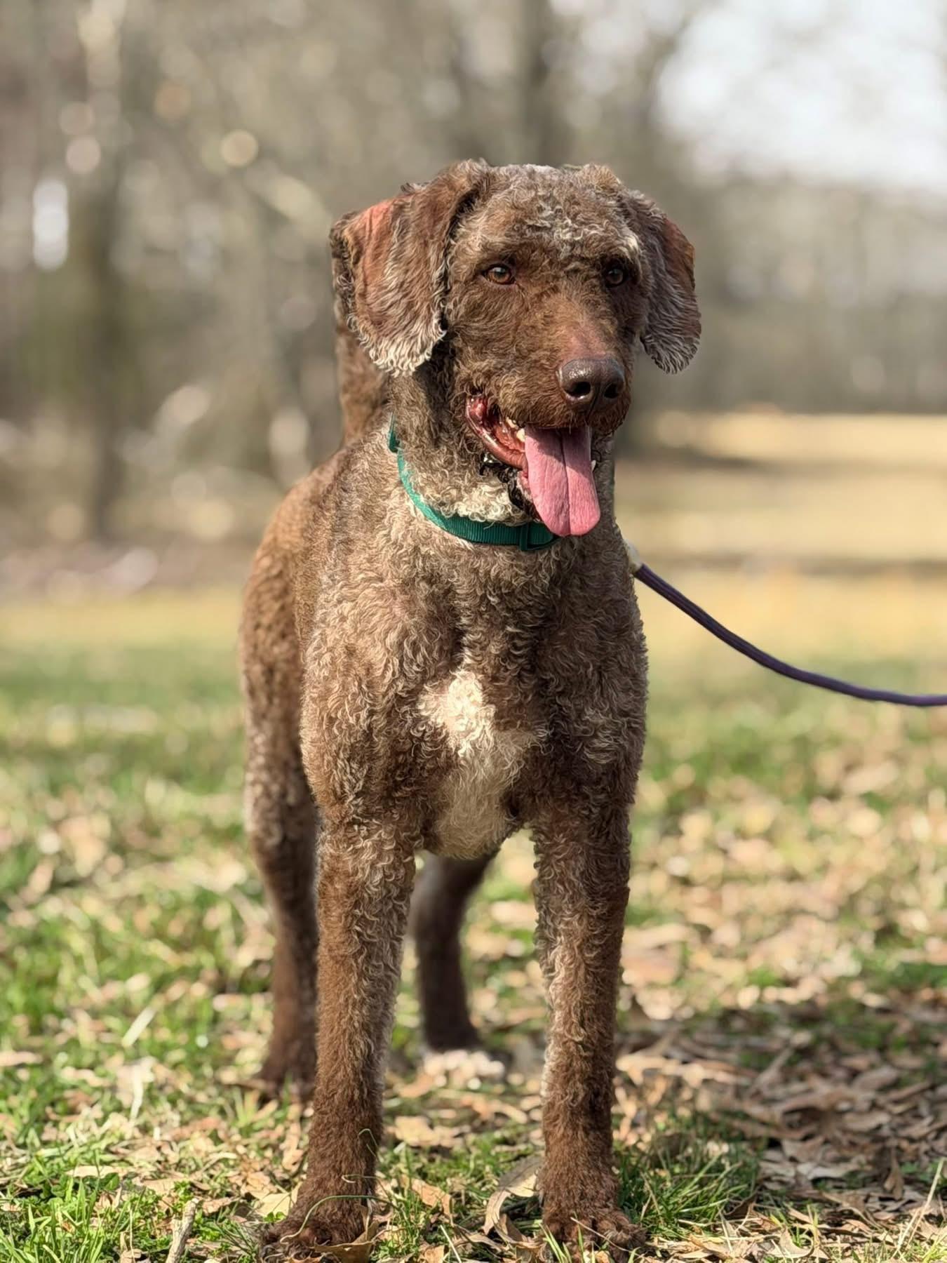 Enlarge Kaine, a ADOPTABLE Labradoodle in Totowa, NJ image 2/4